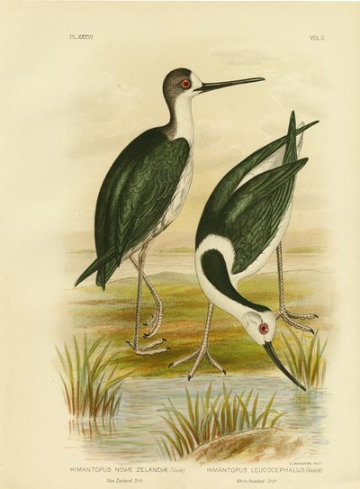 Nieuw-Zeelandse steltloper, 1891 door Gracius Broinowski